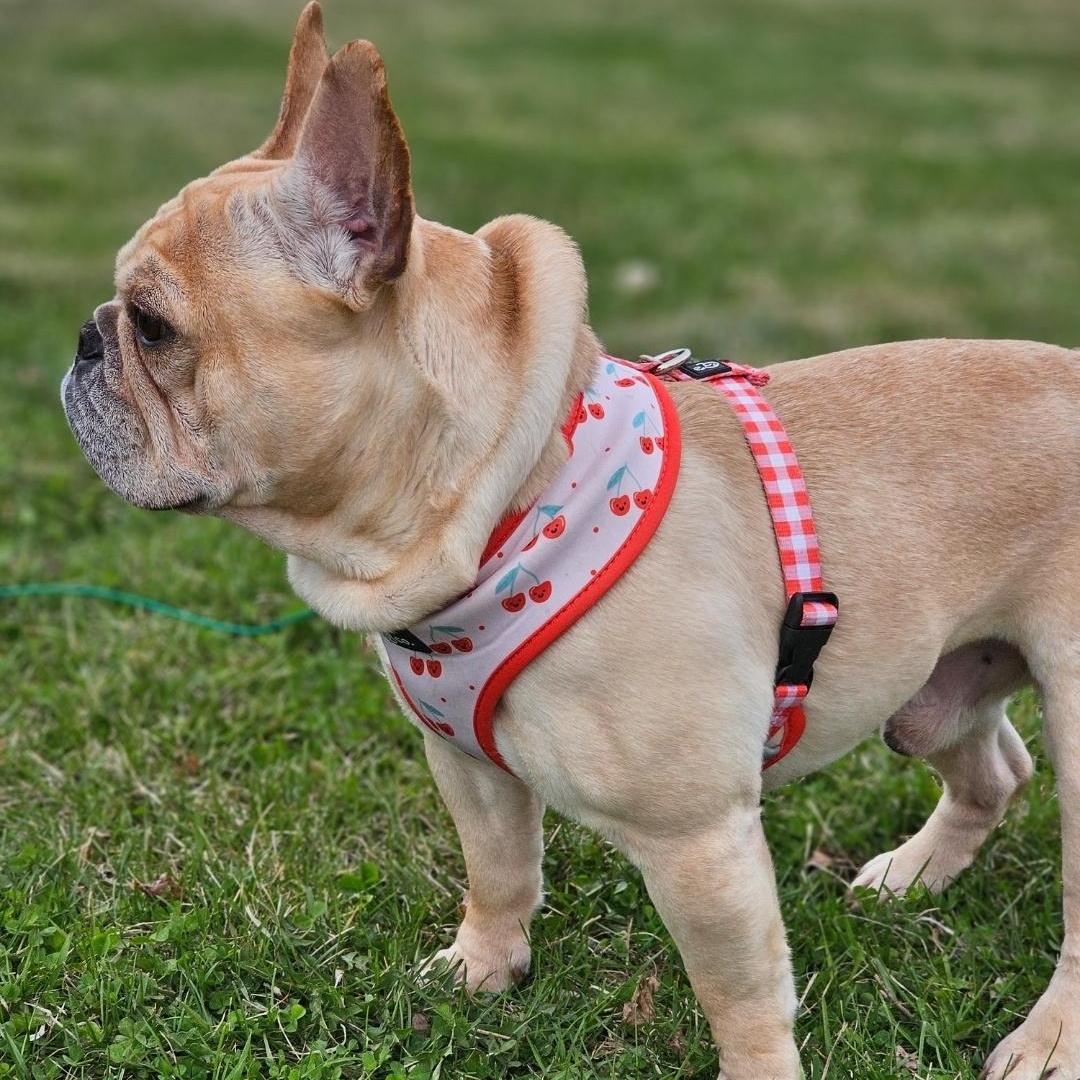 Enlarge Peabody, a Adoptable French Bulldog in Minneapolis, MN image 4/4