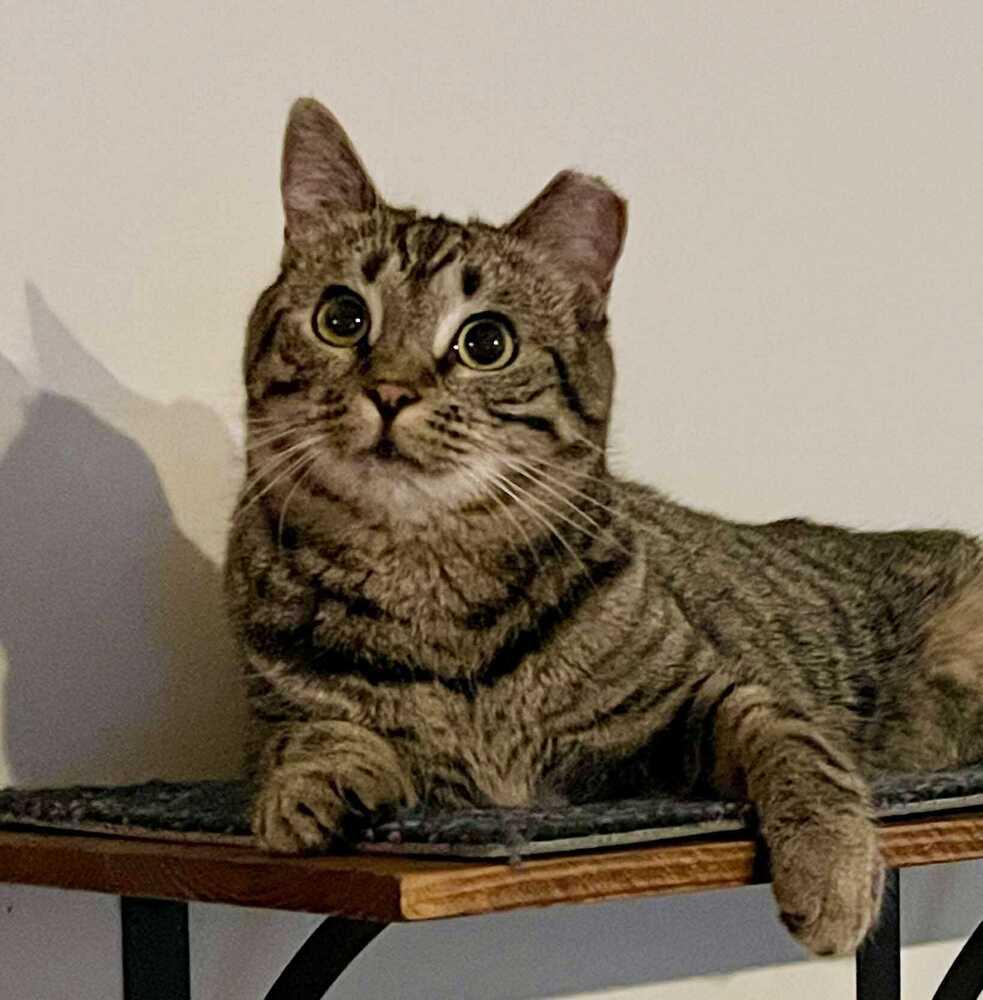 Papaya, Adoptable, Adult Female Tabby.