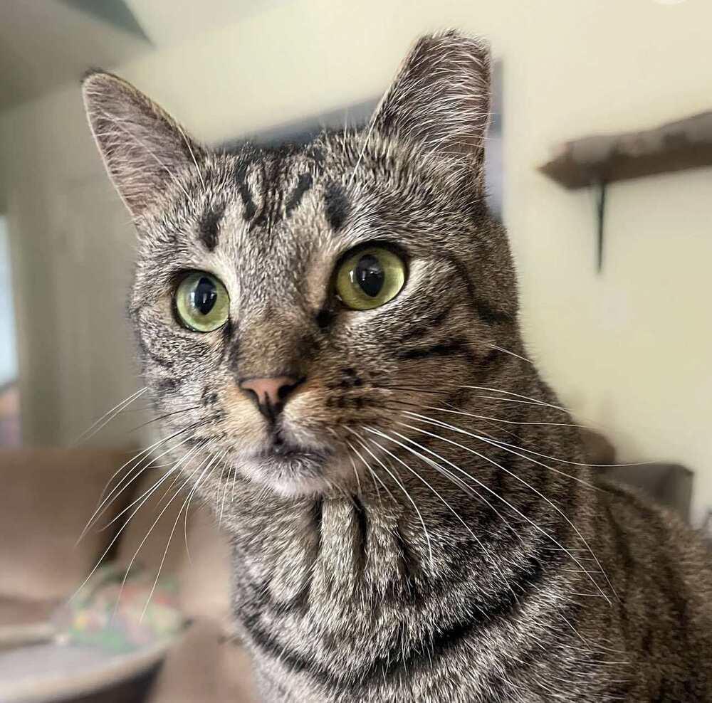 Enlarge Papaya, a Adoptable Tabby in Wendell, NC image 2/5