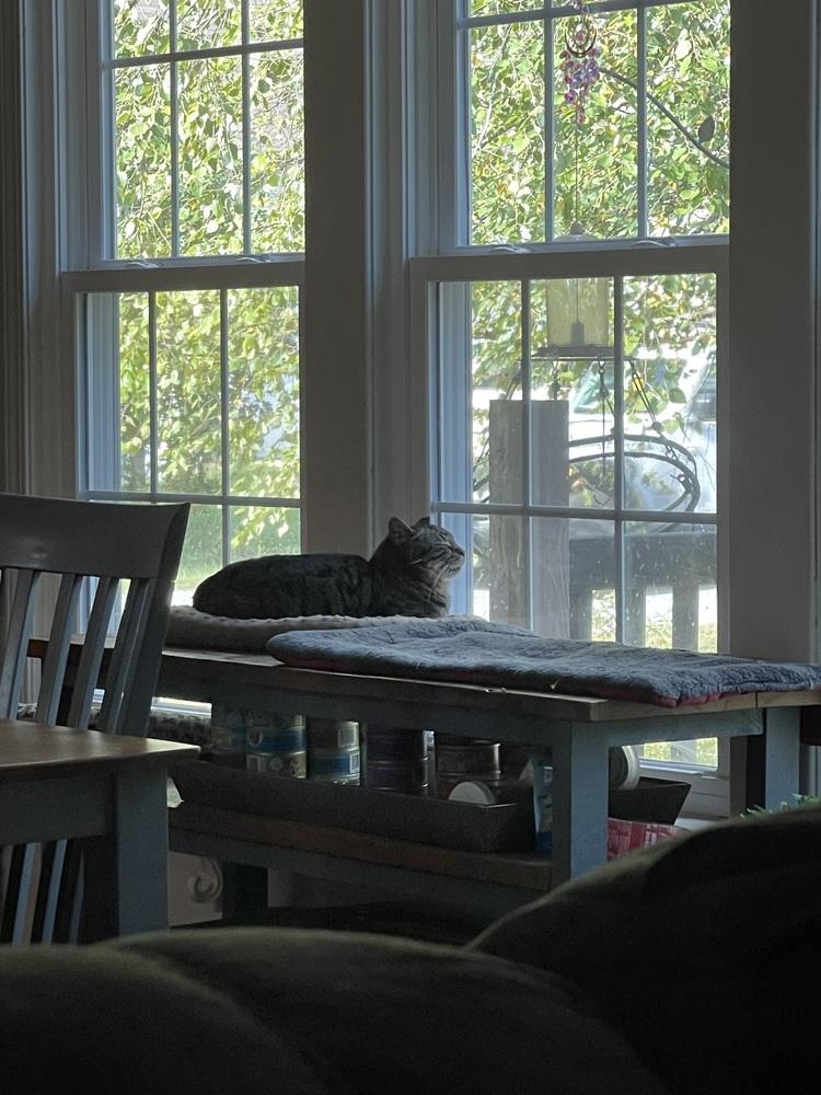 Enlarge Papaya, a Adoptable Tabby in Wendell, NC image 3/5