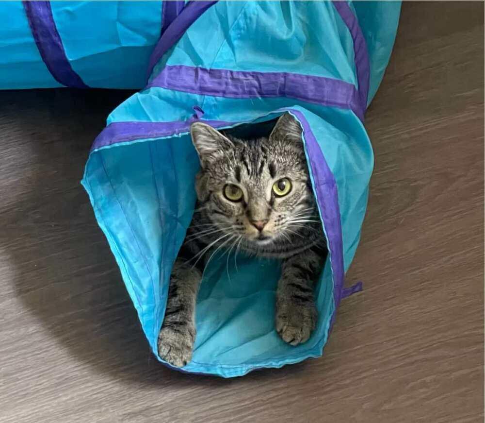 Enlarge Papaya, a Adoptable Tabby in Wendell, NC image 4/5