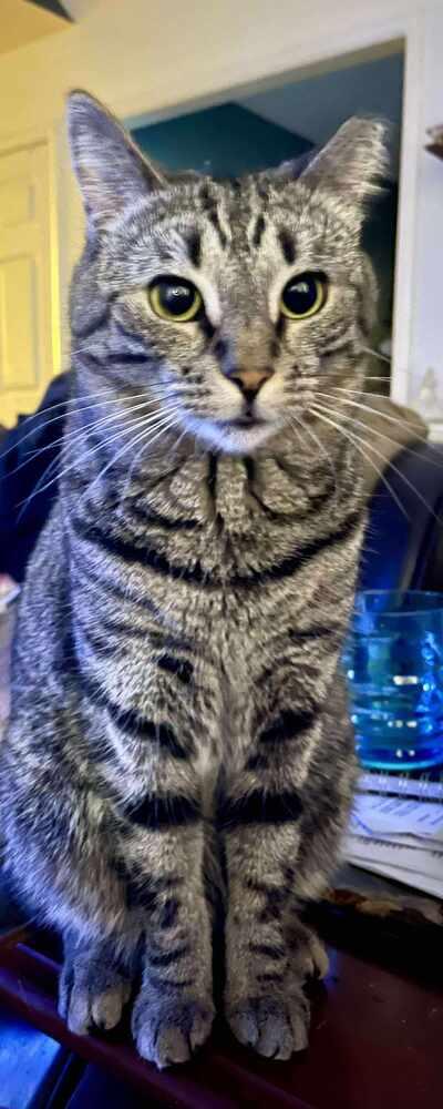 Enlarge Papaya, a Adoptable Tabby in Wendell, NC image 5/5