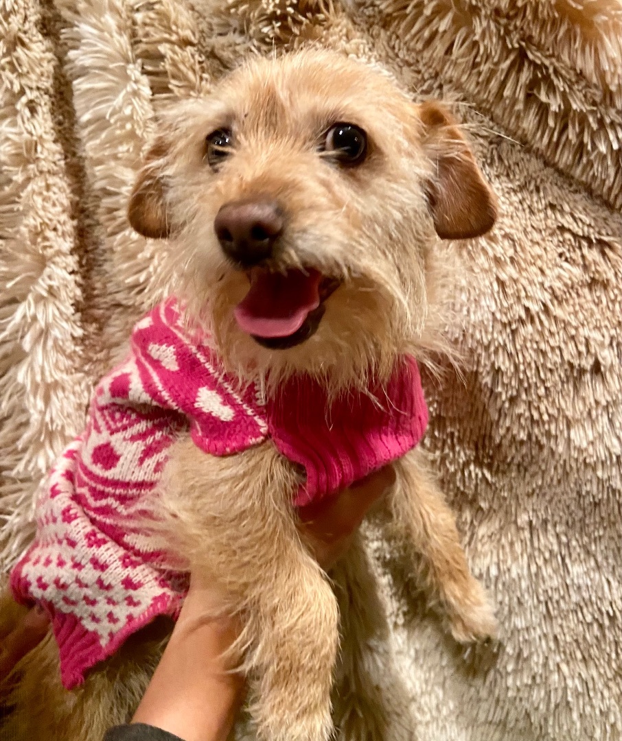 Baby, Adoptable, Adult Female Terrier.