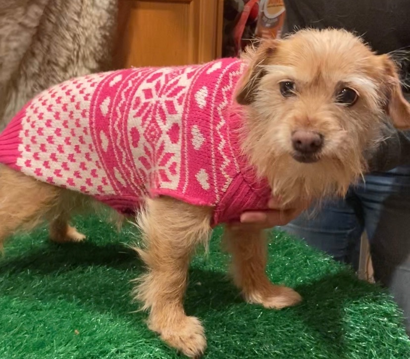 Enlarge Baby, a Adoptable mixed breed in Ramona, CA image 3/5