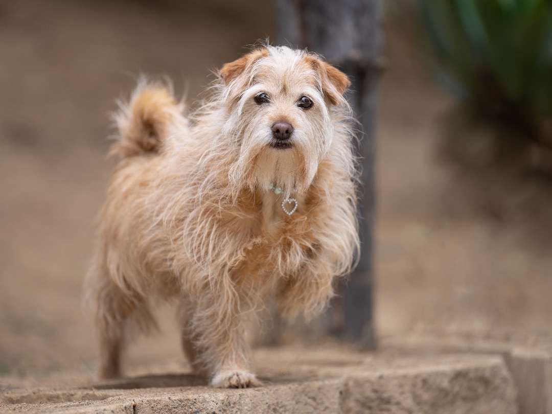 Enlarge Baby, a Adoptable mixed breed in Ramona, CA image 4/5