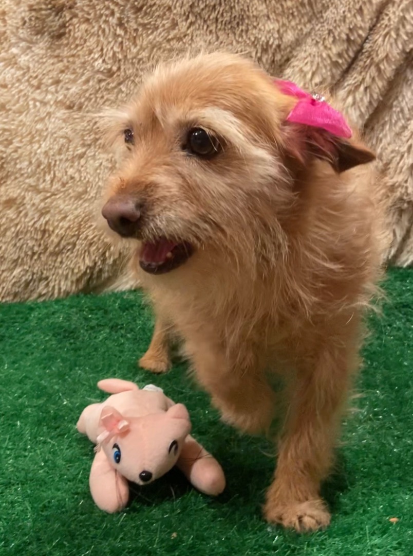 Enlarge Baby, a Adoptable mixed breed in Ramona, CA image 5/5