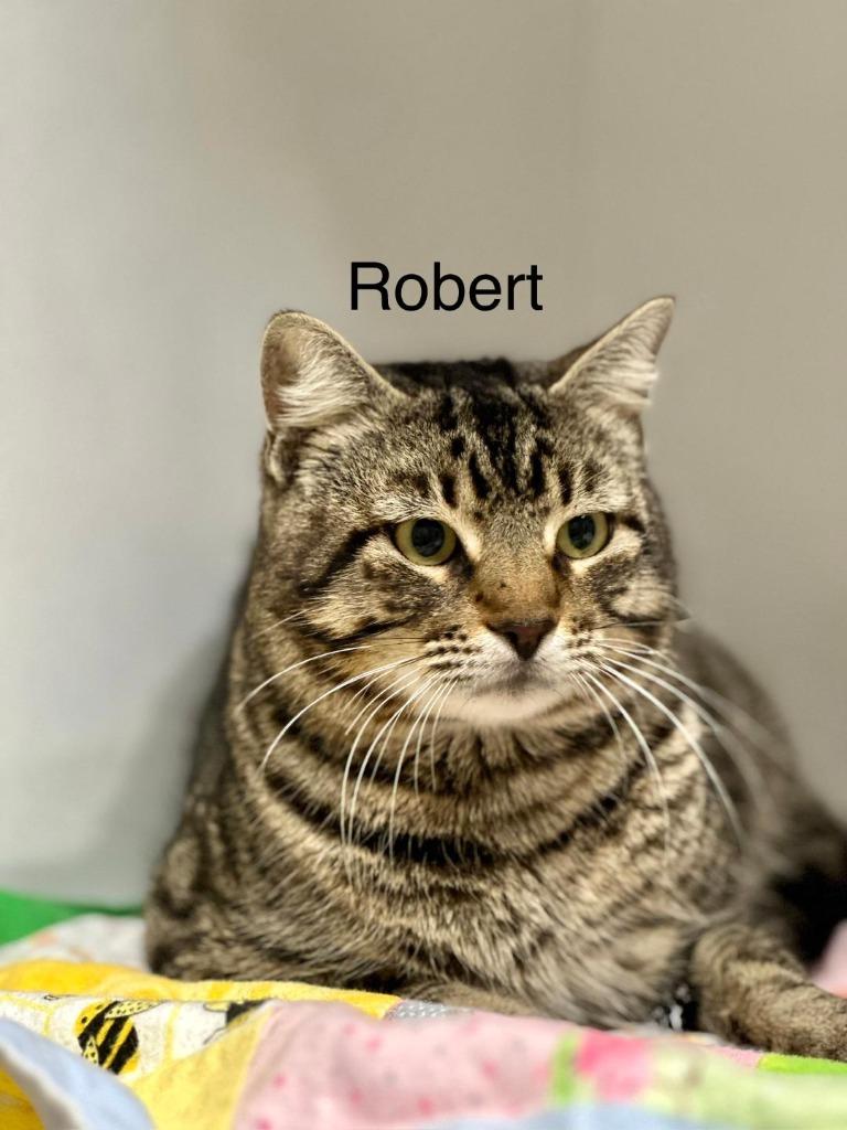 Robert, Adoptable, Adult Male Domestic Short Hair.