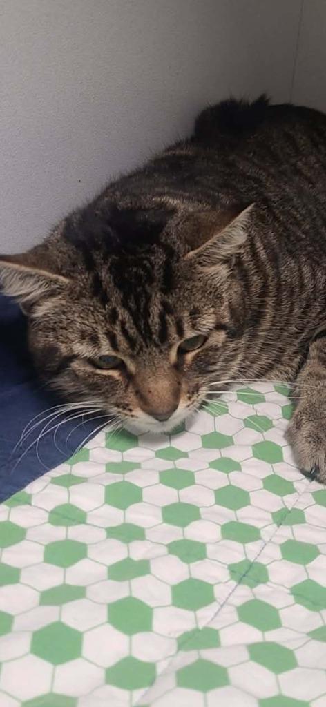 Enlarge Robert, a Adoptable Domestic Short Hair in Huntsville, TX image 1/1