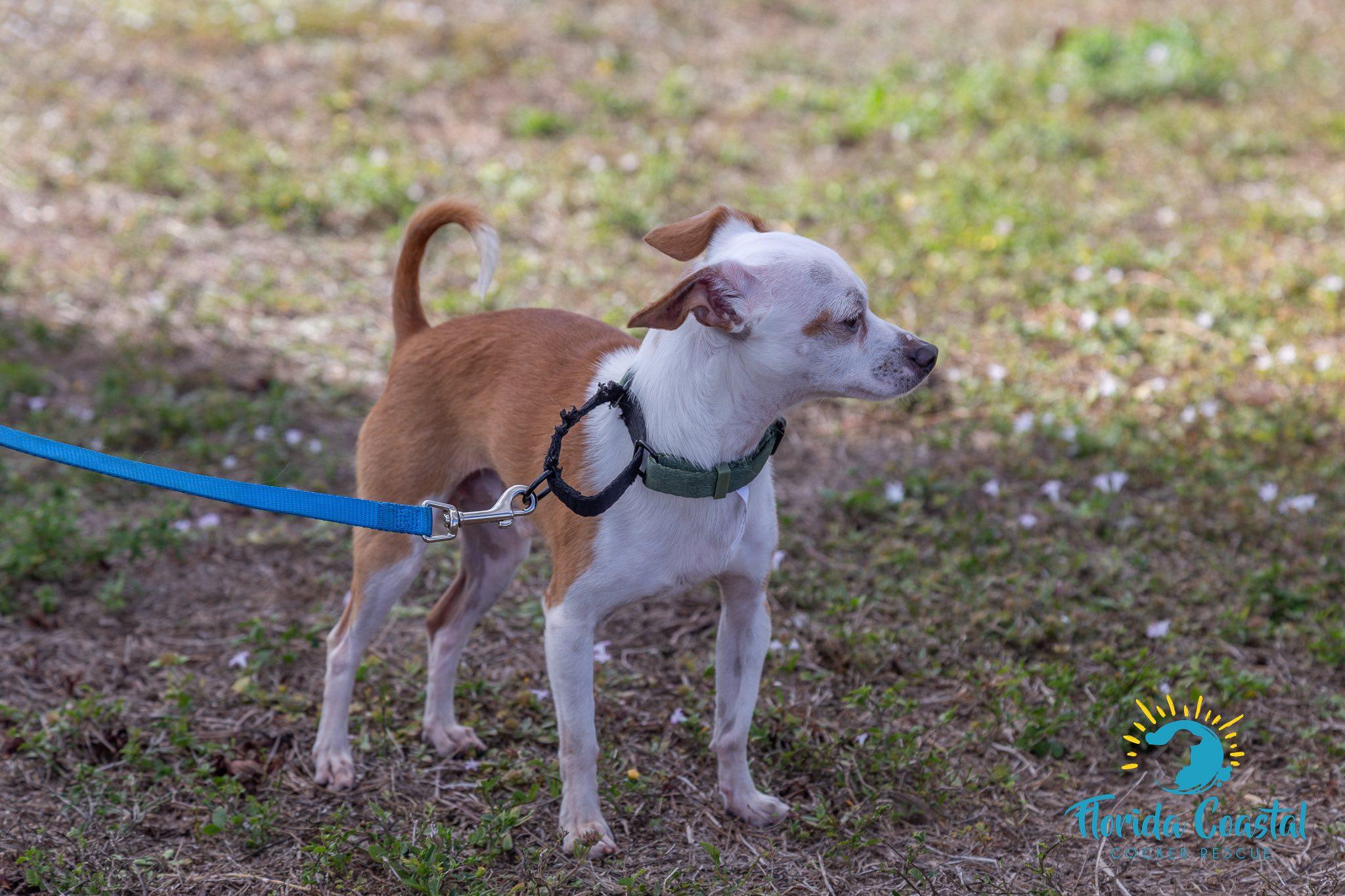 Enlarge Shaggy, a Adoptable Chihuahua in Cape Coral, FL image 1/5