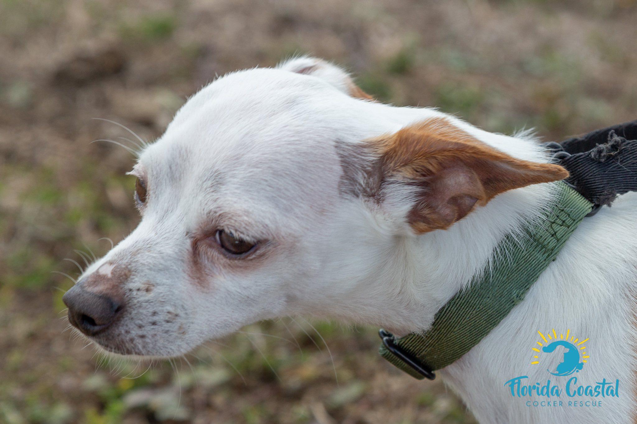 Enlarge Shaggy, a Adoptable Chihuahua in Cape Coral, FL image 2/5