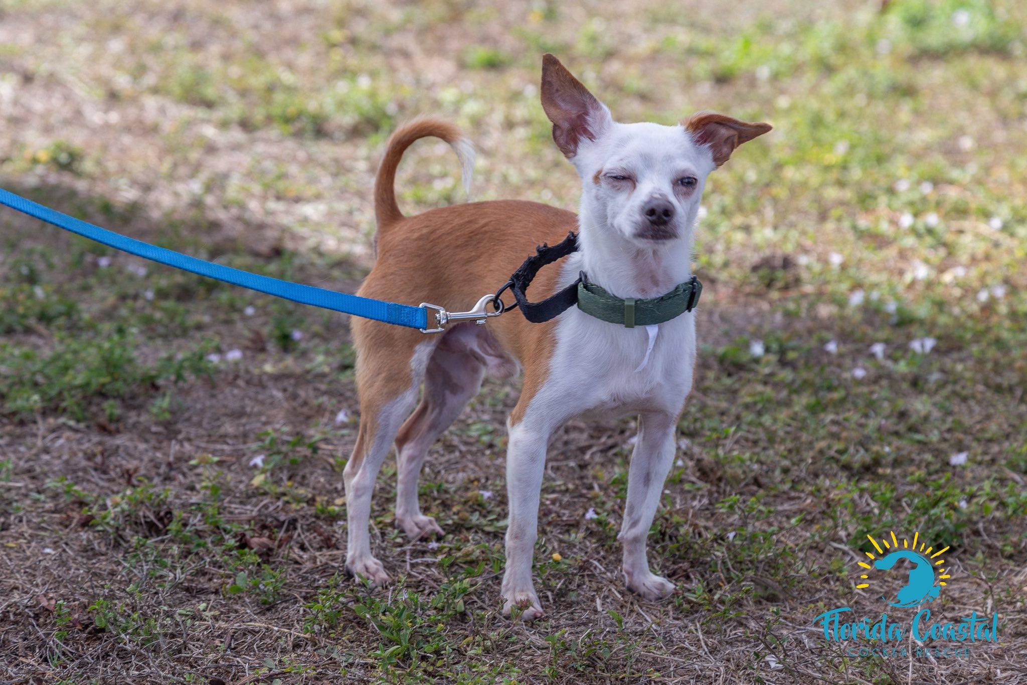 Enlarge Shaggy, a Adoptable Chihuahua in Cape Coral, FL image 3/5