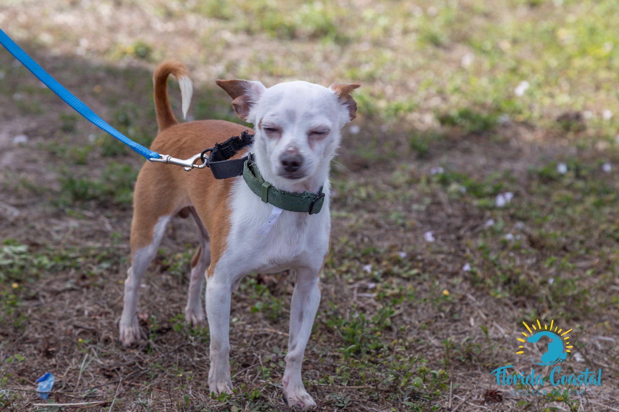 Enlarge Shaggy, a Adoptable Chihuahua in Cape Coral, FL image 5/5