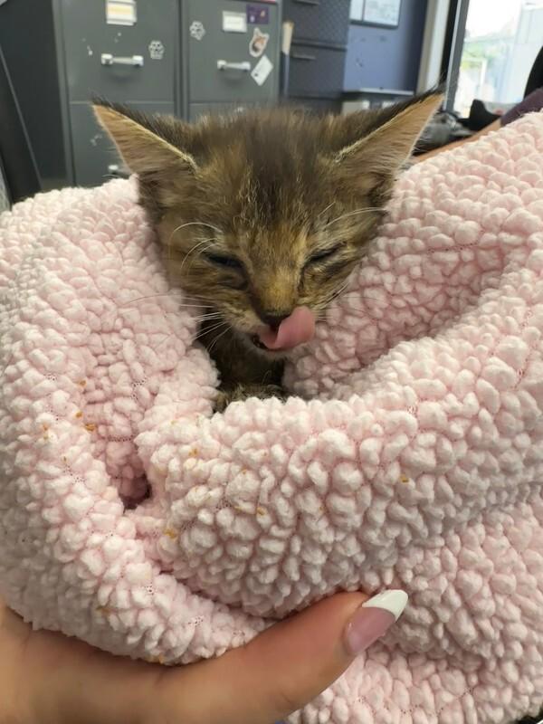 Moxie, Adoptable, Kitten Female Tortoiseshell.