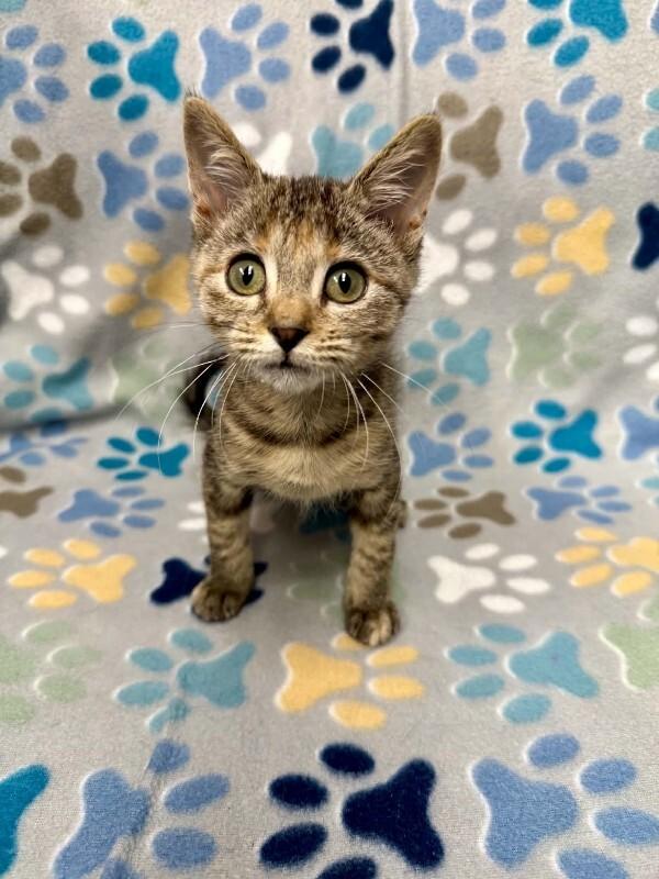 Enlarge Moxie, a Adoptable Tortoiseshell in Belton, MO image 2/5