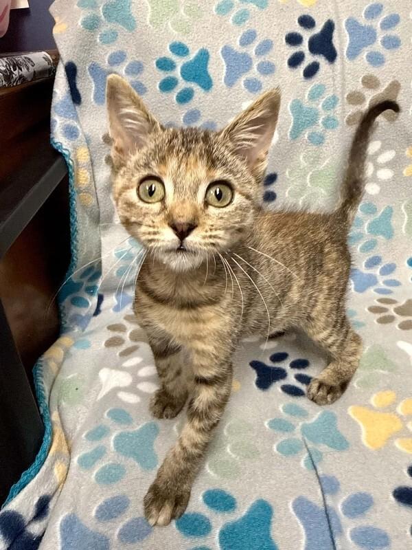 Enlarge Moxie, a Adoptable Tortoiseshell in Belton, MO image 3/5