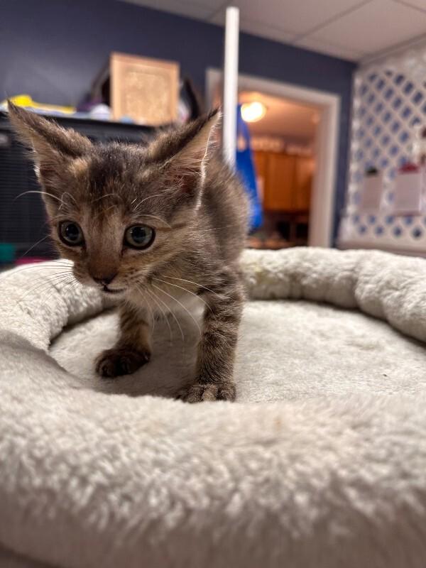 Enlarge Moxie, a Adoptable Tortoiseshell in Belton, MO image 4/5