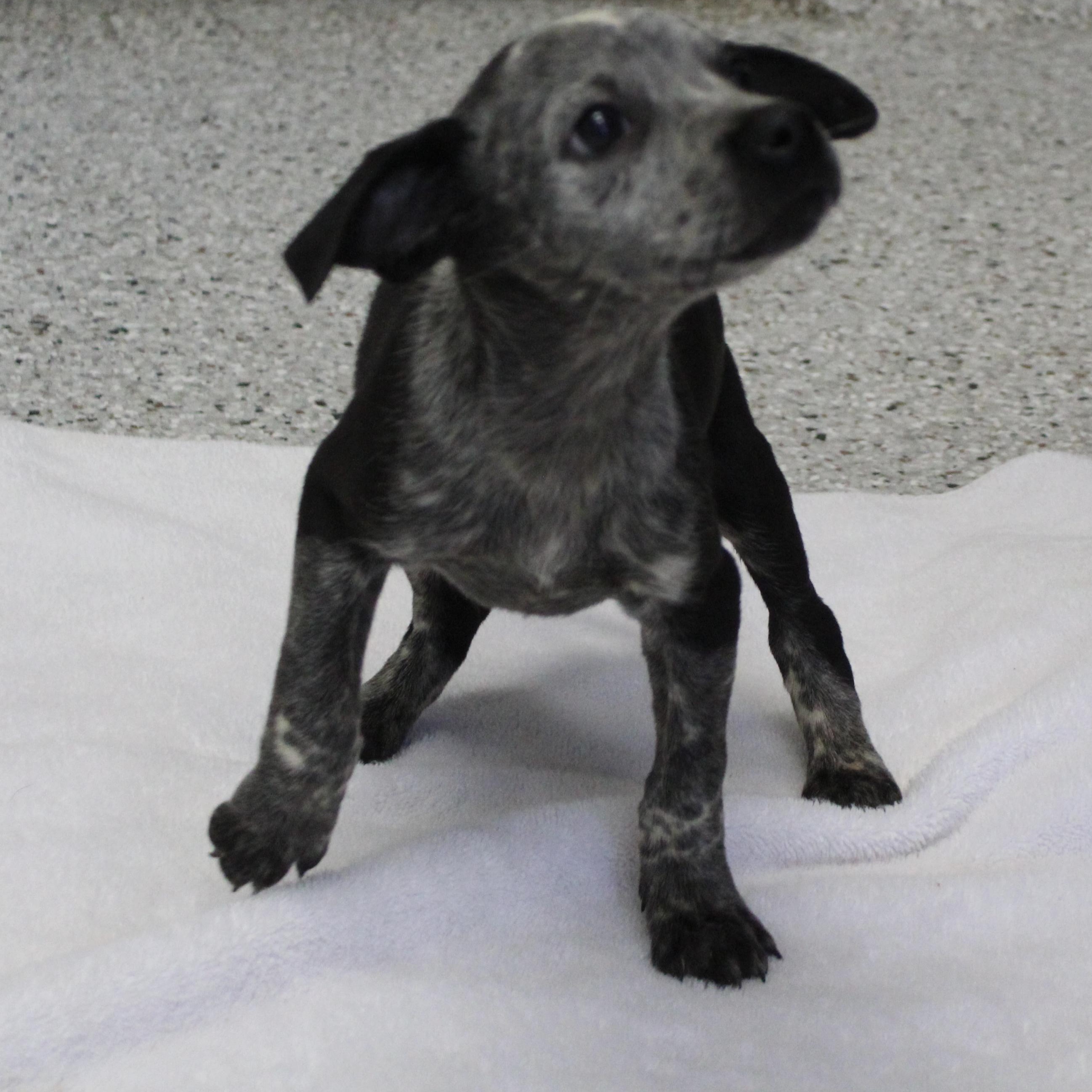 Enlarge Curly (11600), an adopted mixed breed in Heath, OH image 3/3