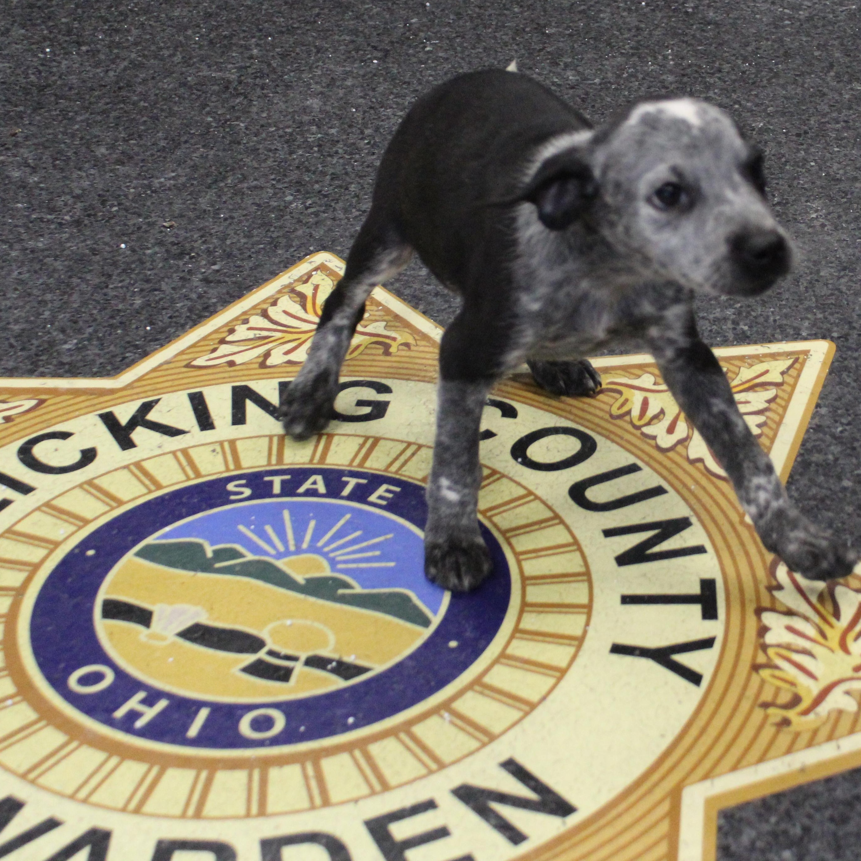 Enlarge Curly (11600), an adopted mixed breed in Heath, OH image 2/3