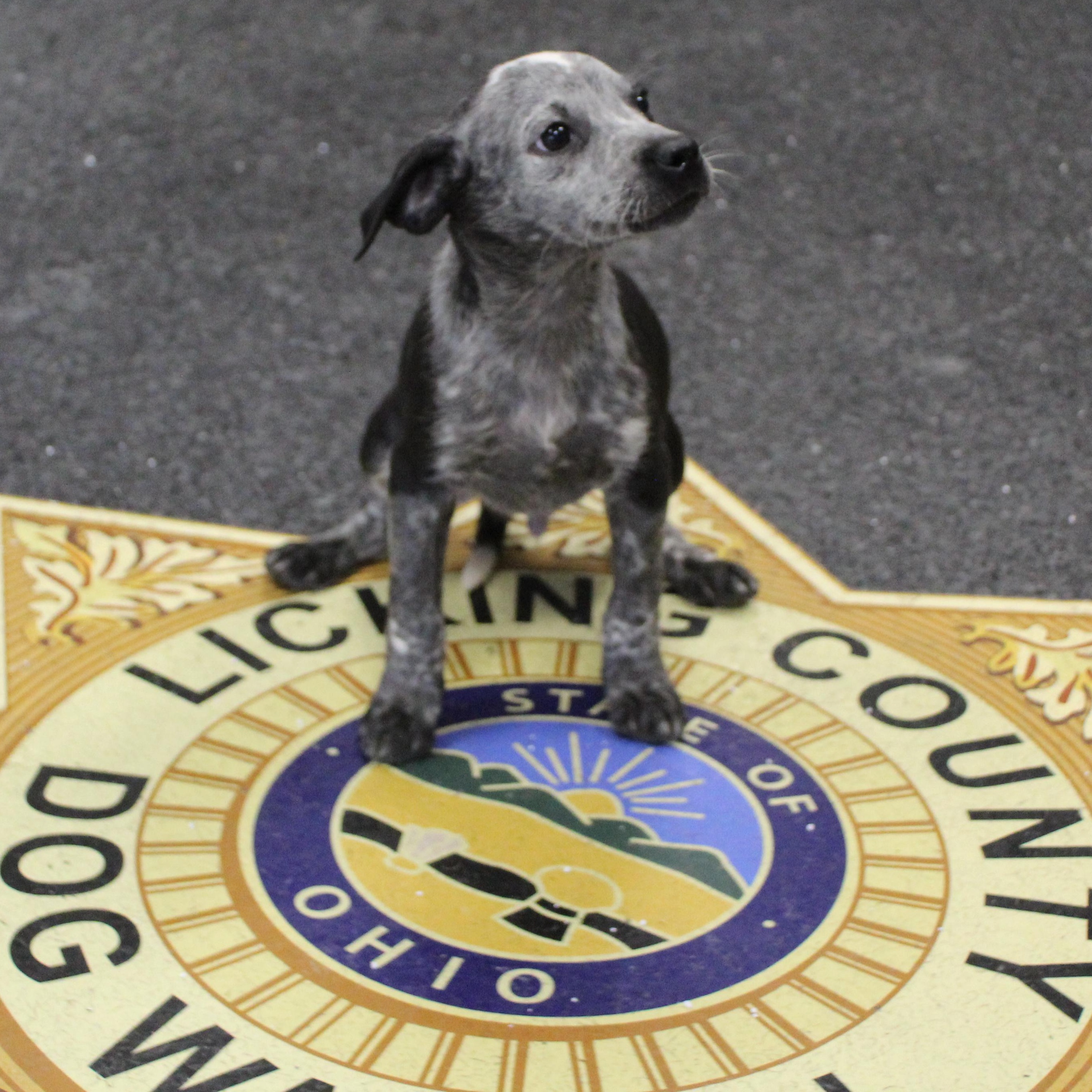 Enlarge Curly (11600), an adopted mixed breed in Heath, OH image 1/3