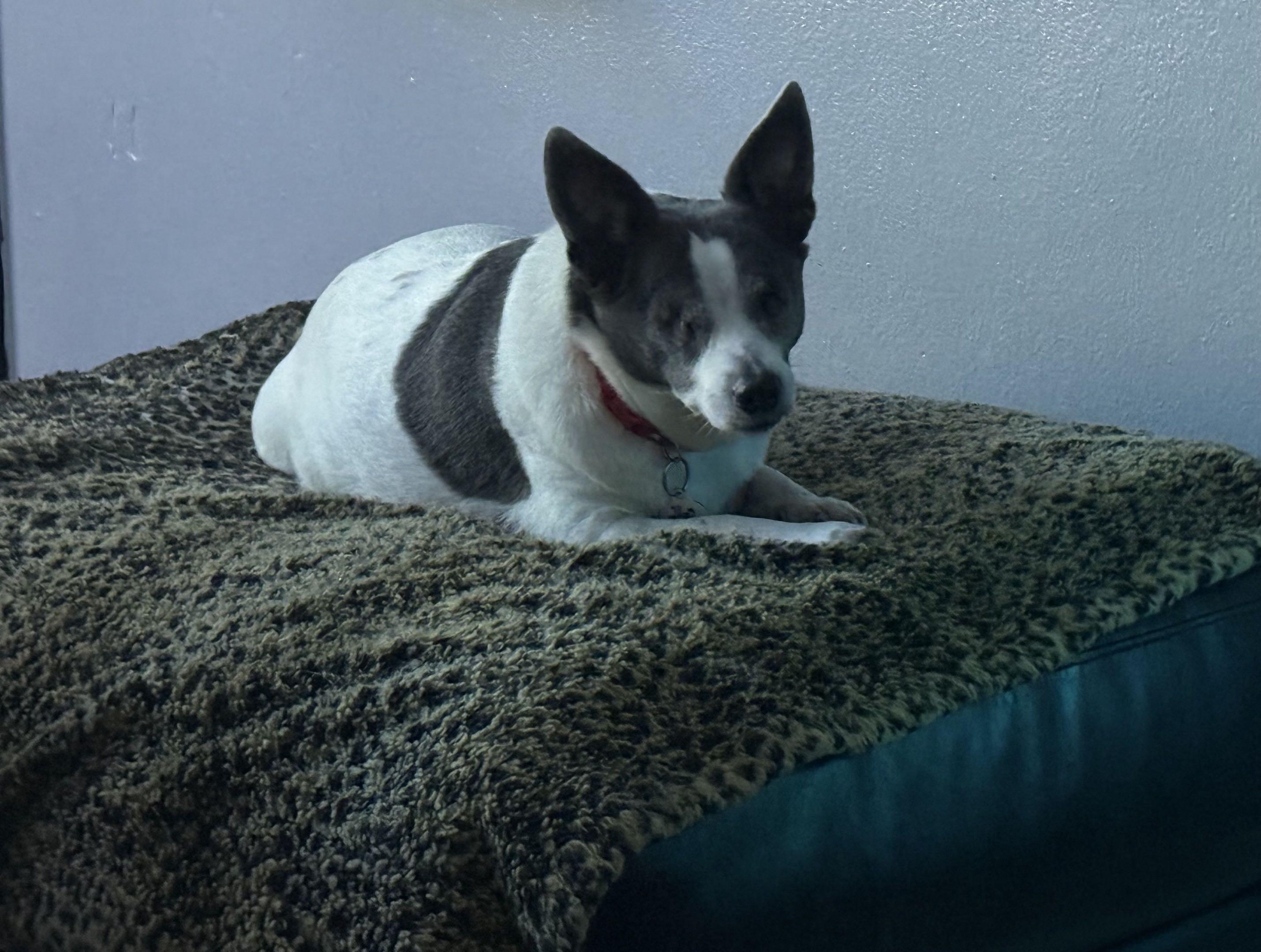 Enlarge Nina, a Adoptable Chihuahua in New Port Richey, FL image 6/6