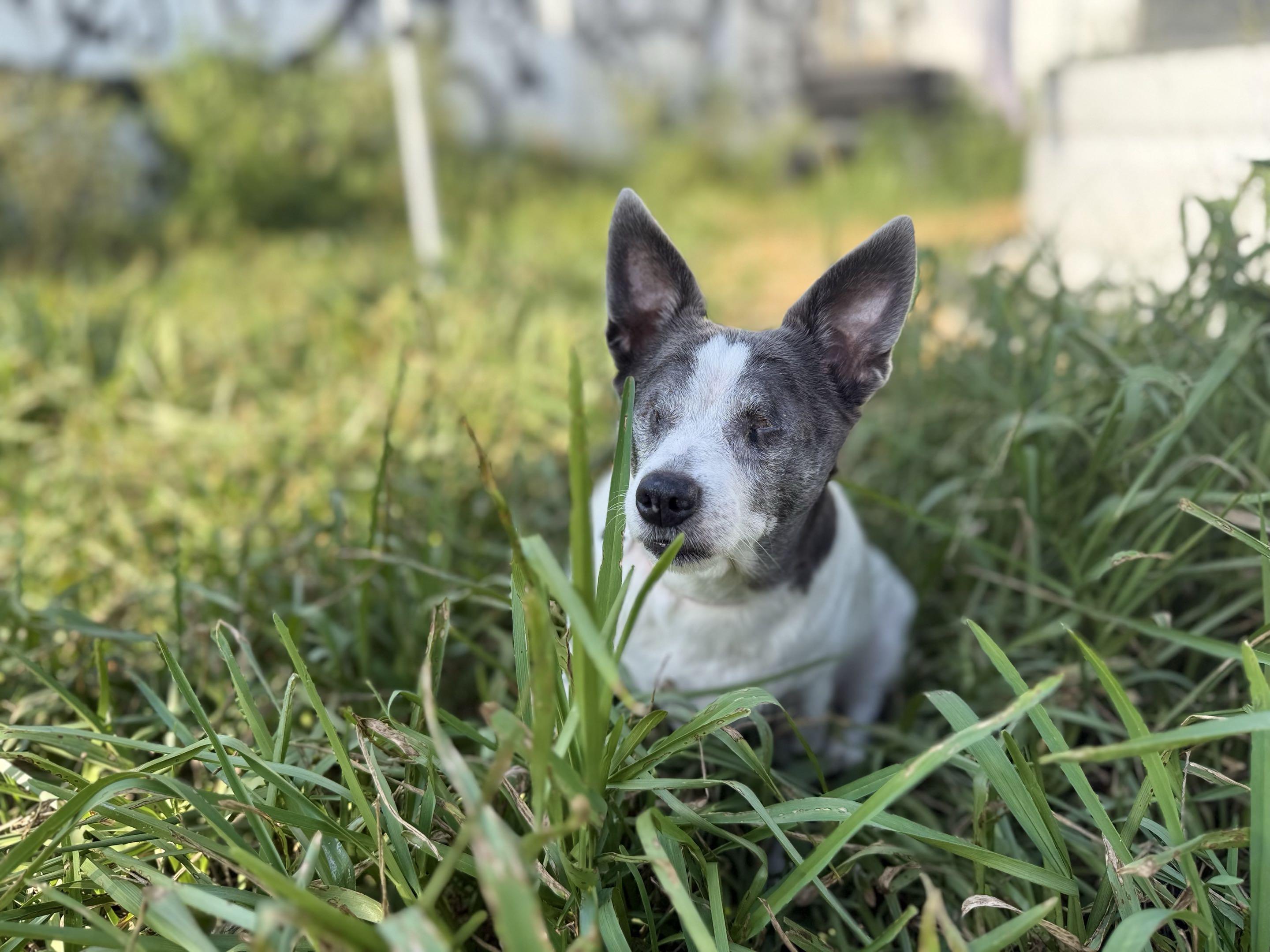 Enlarge Nina, a Adoptable Chihuahua in New Port Richey, FL image 5/6