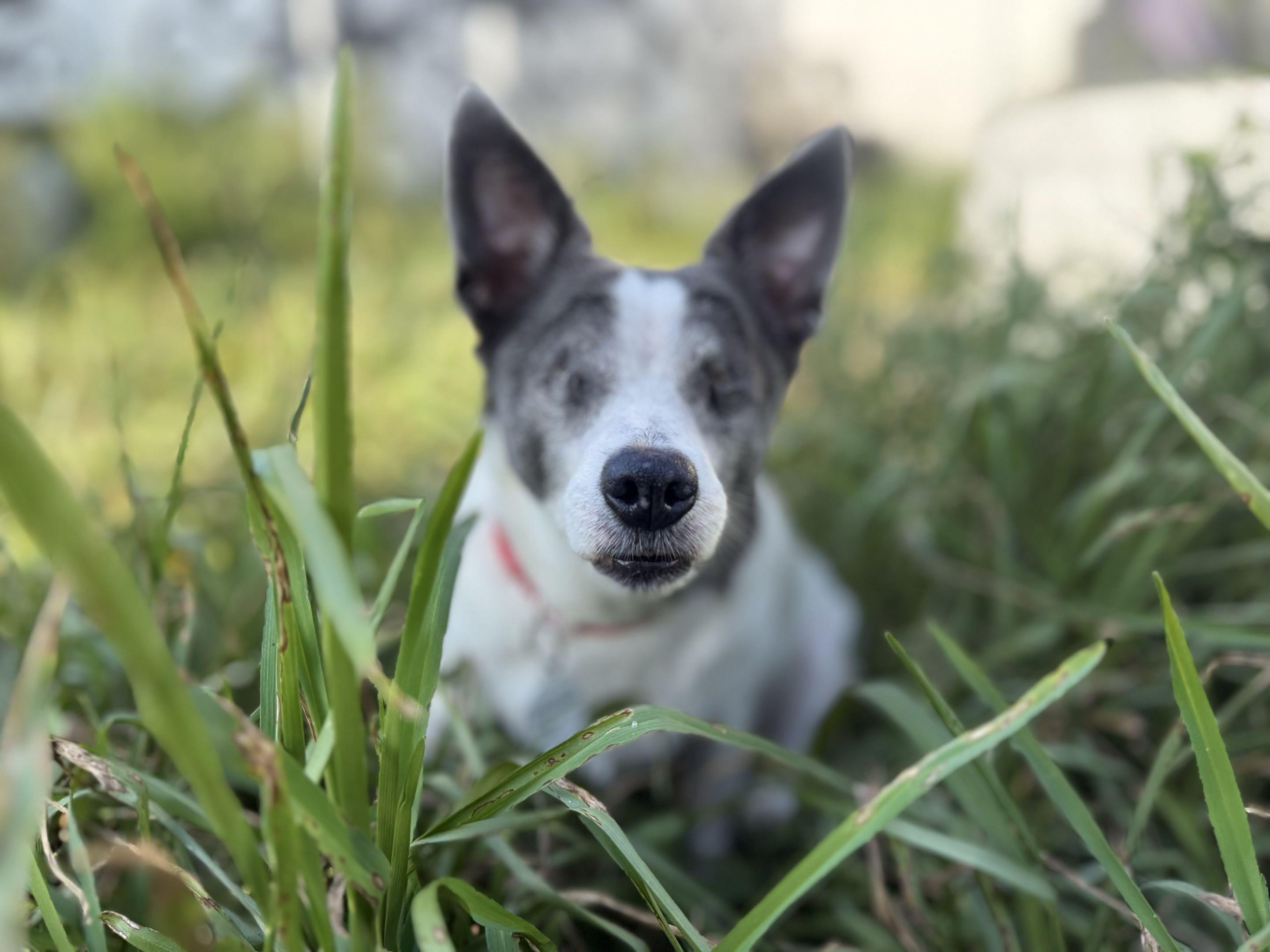 Enlarge Nina, a Adoptable Chihuahua in New Port Richey, FL image 2/6