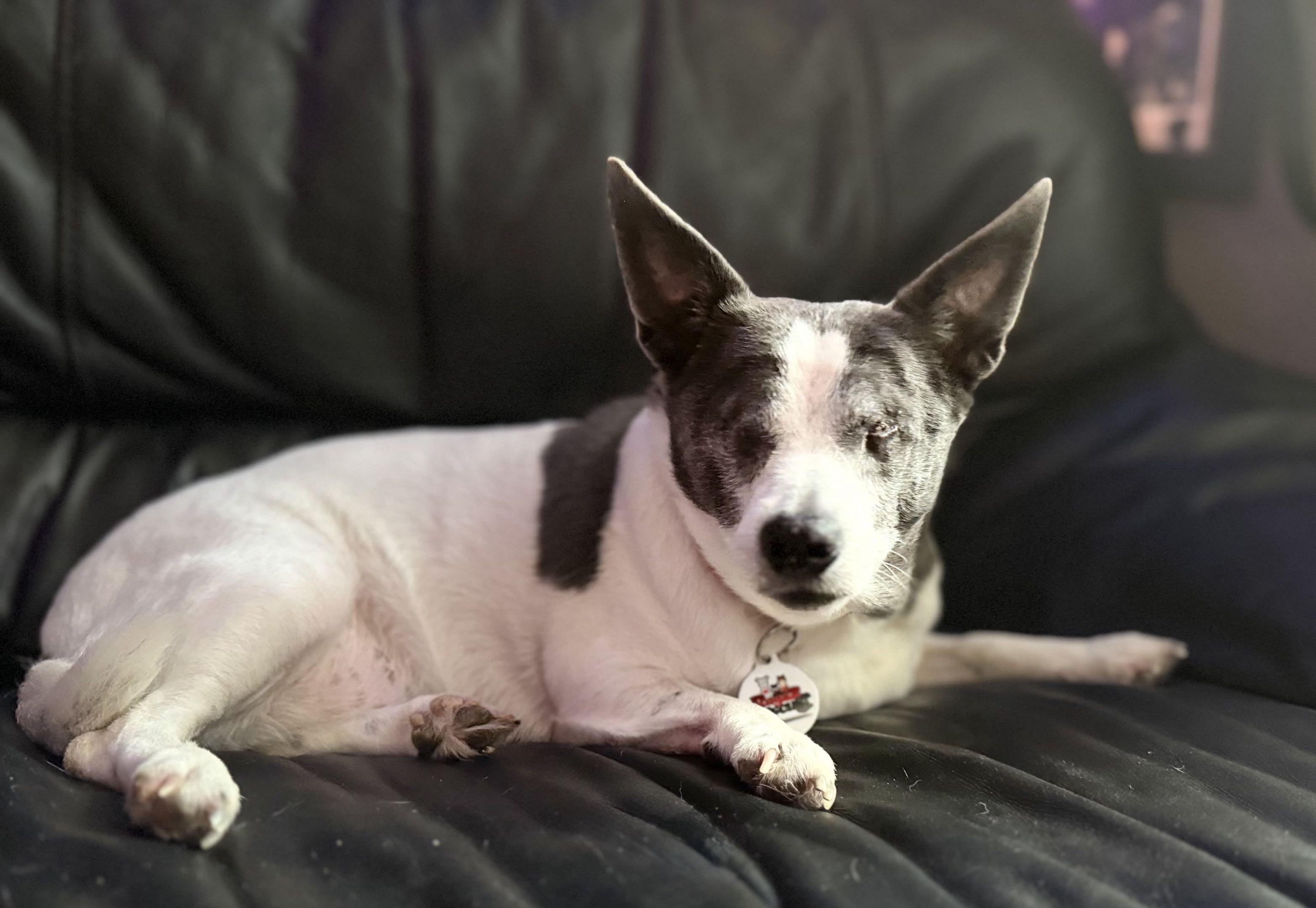 Enlarge Nina, a Adoptable Chihuahua in New Port Richey, FL image 4/6