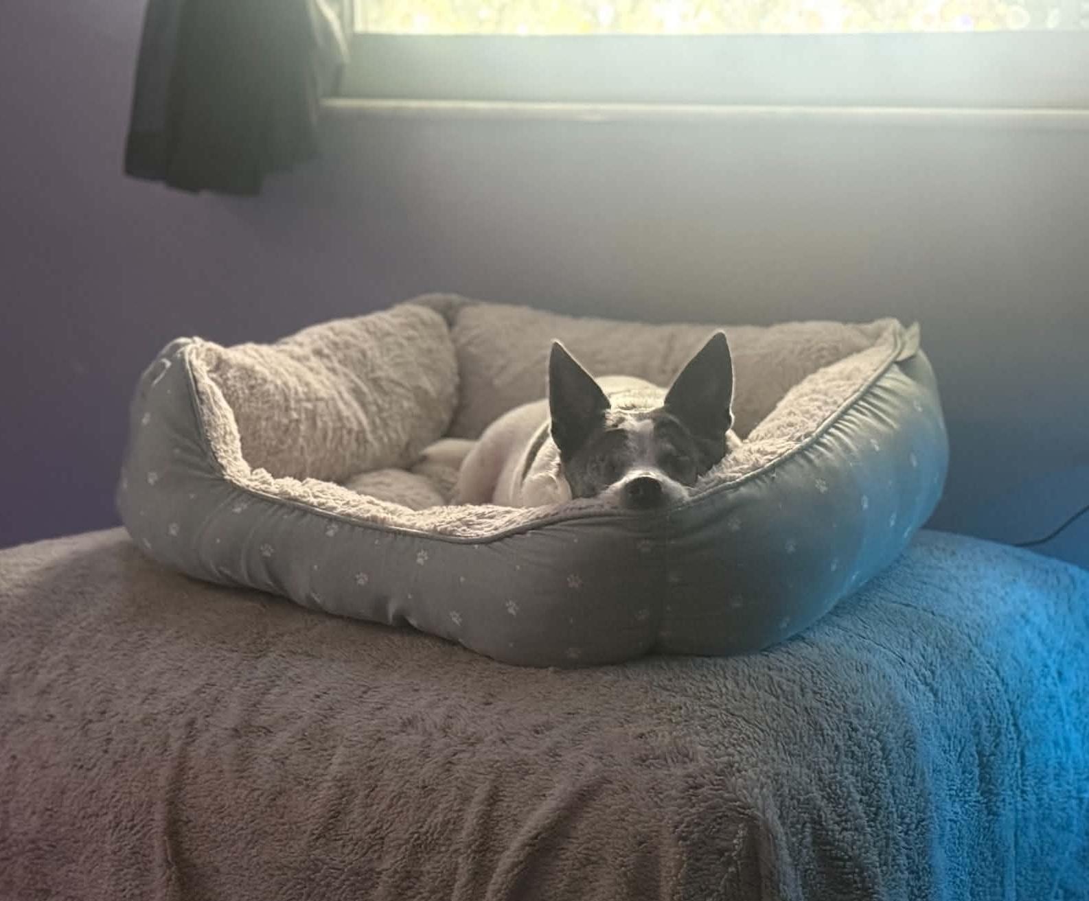 Enlarge Nina, a Adoptable Chihuahua in New Port Richey, FL image 3/6