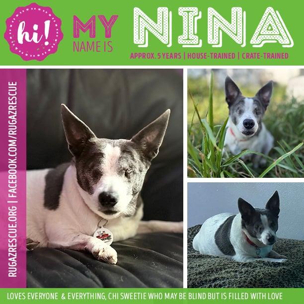 Enlarge Nina, a Adoptable Chihuahua in New Port Richey, FL image 1/6