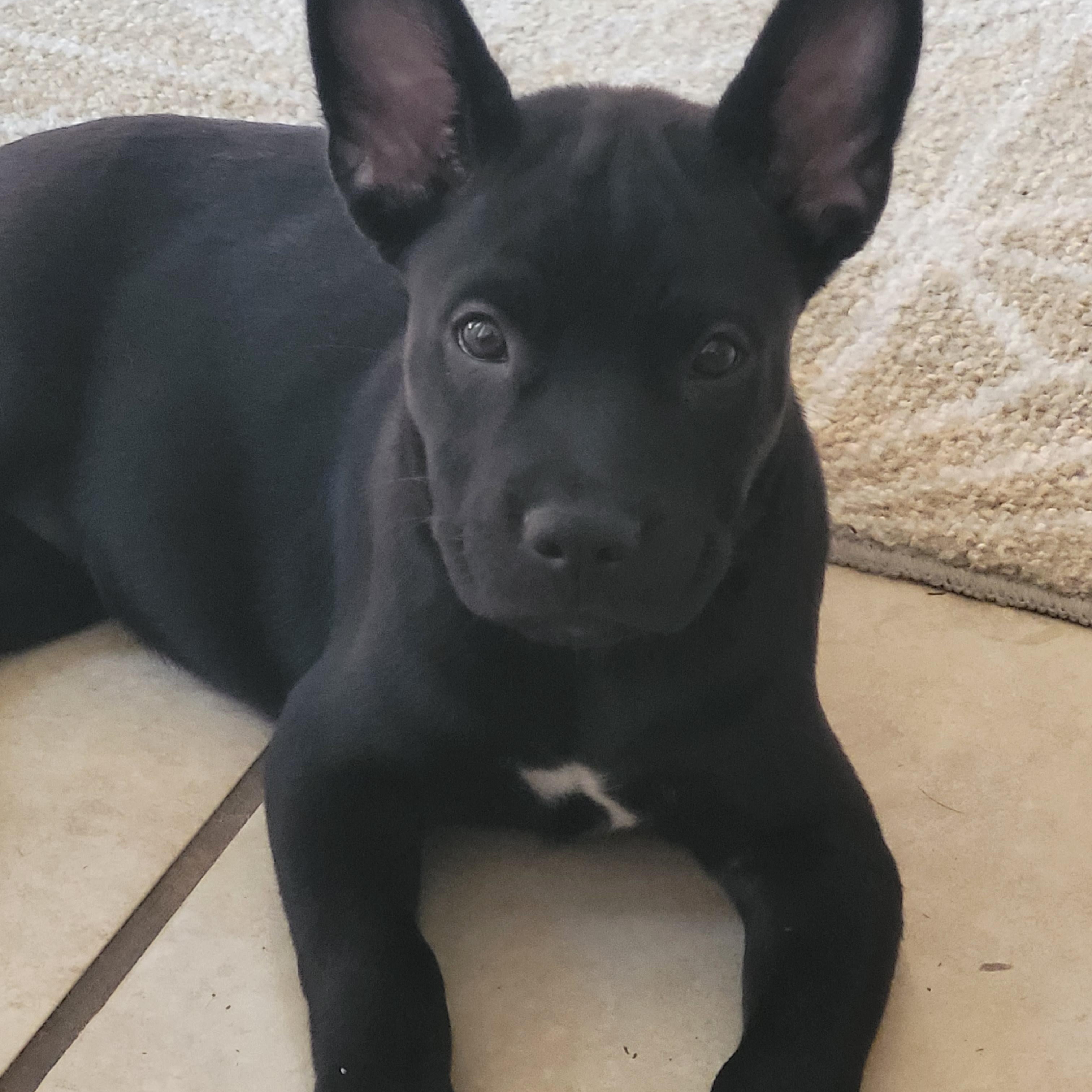 Jellybean, adopted, Puppy Female Husky.