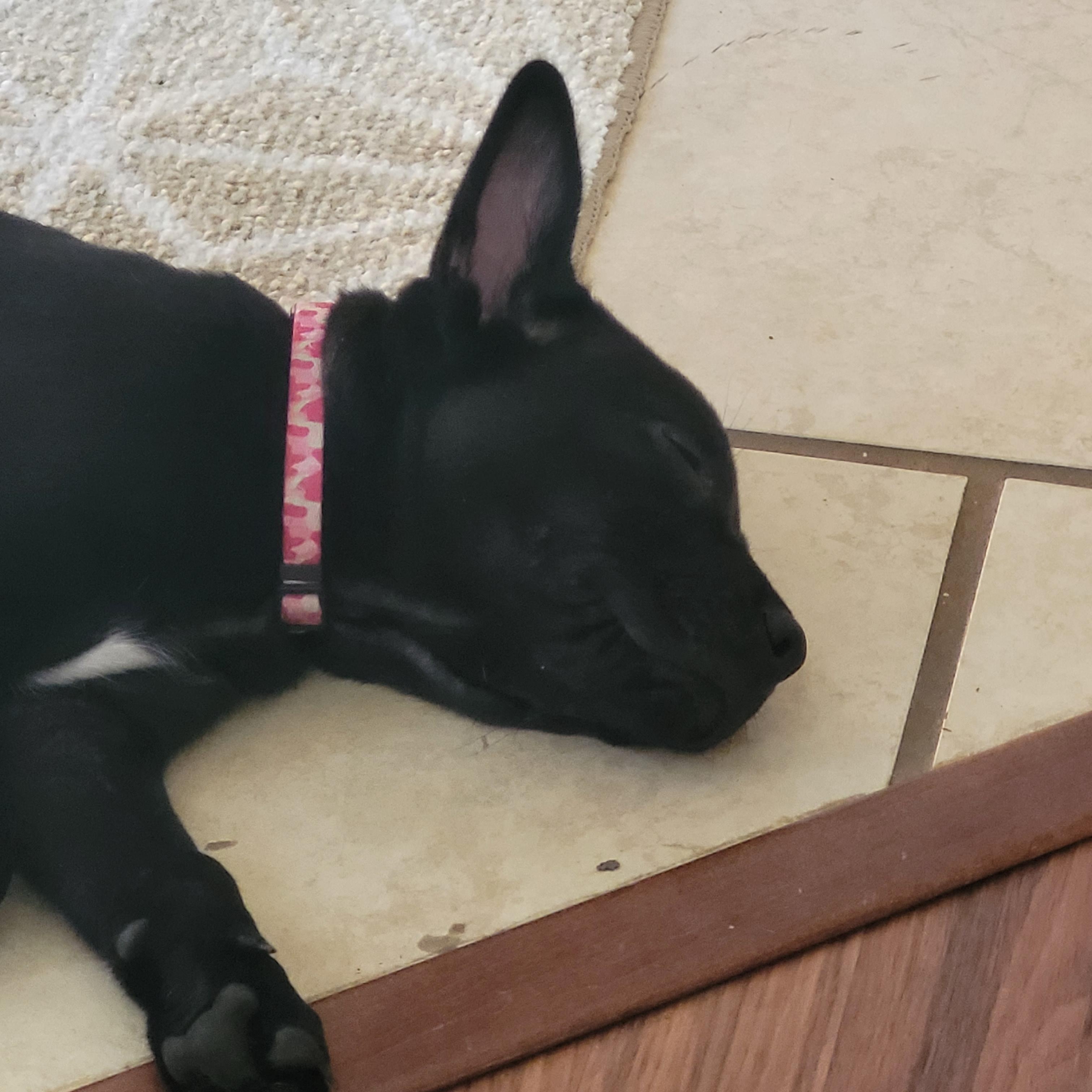 Enlarge Jellybean, an adopted Husky in Houston, TX image 2/2