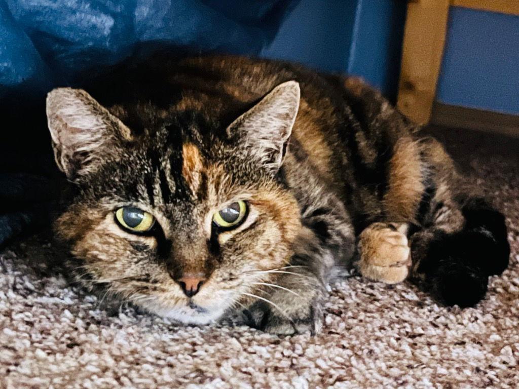 Evangeline, Adoptable, Senior Female Domestic Short Hair.