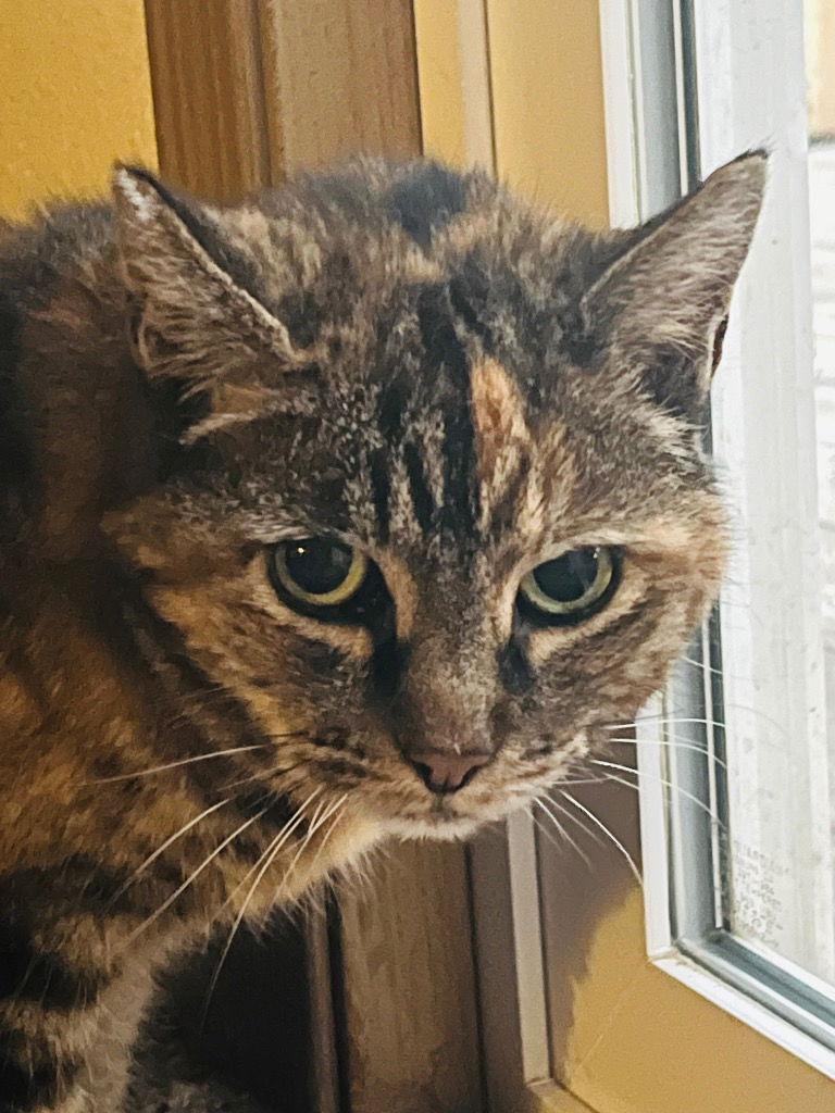 Enlarge Evangeline, a Adoptable Domestic Short Hair in Battle Ground, WA image 2/2