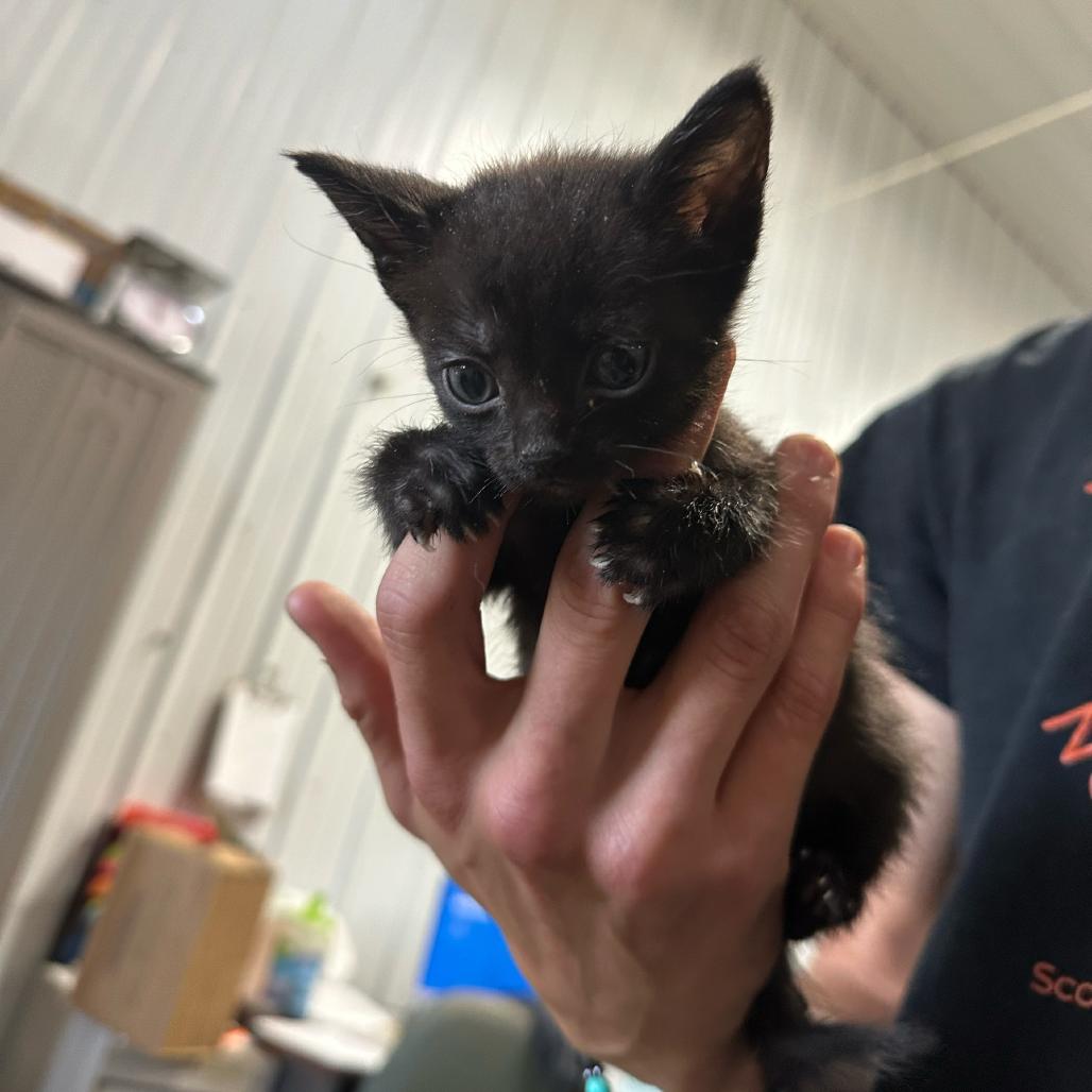 Edna, Adoptable, Kitten Female Domestic Short Hair.