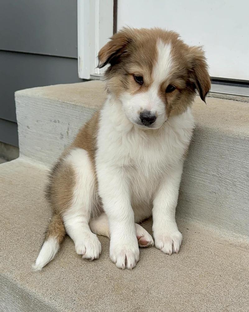 Enlarge Fennel, a Adoptable mixed breed in Atlanta, GA image 1/5