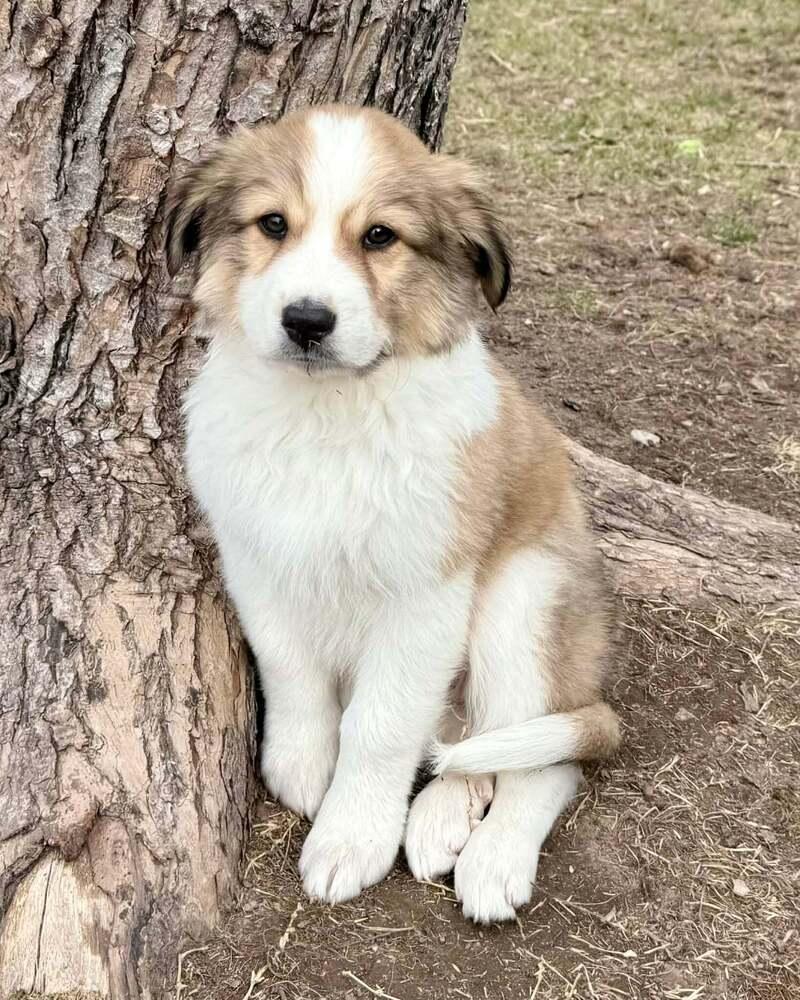 Enlarge Fennel, a Adoptable mixed breed in Atlanta, GA image 2/5
