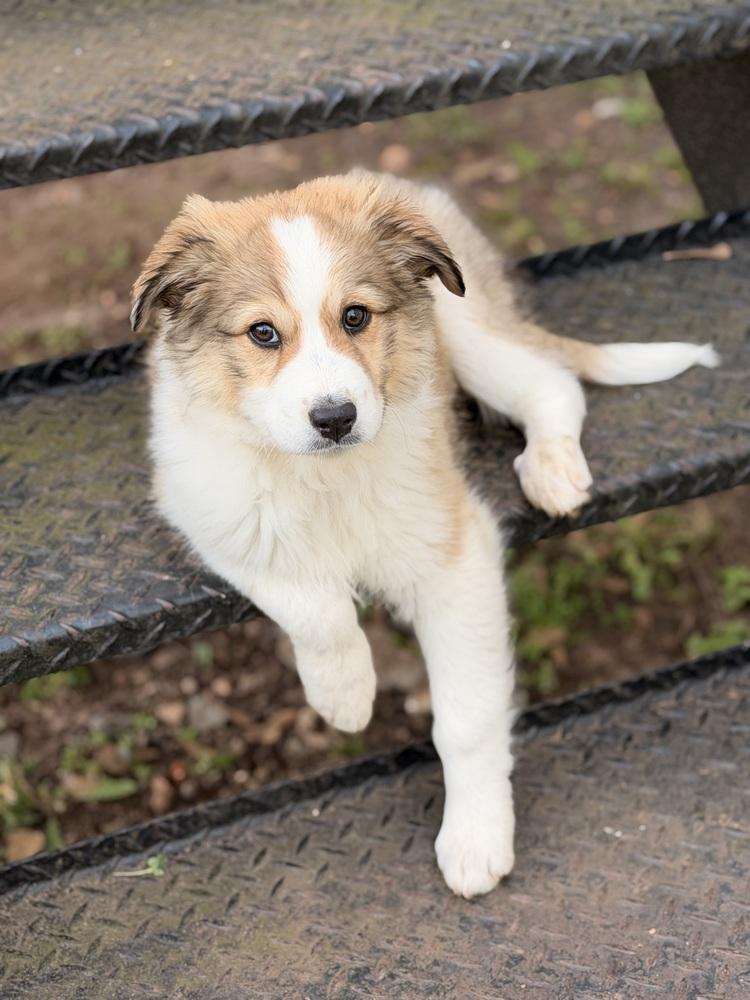 Enlarge Fennel, a Adoptable mixed breed in Atlanta, GA image 3/5