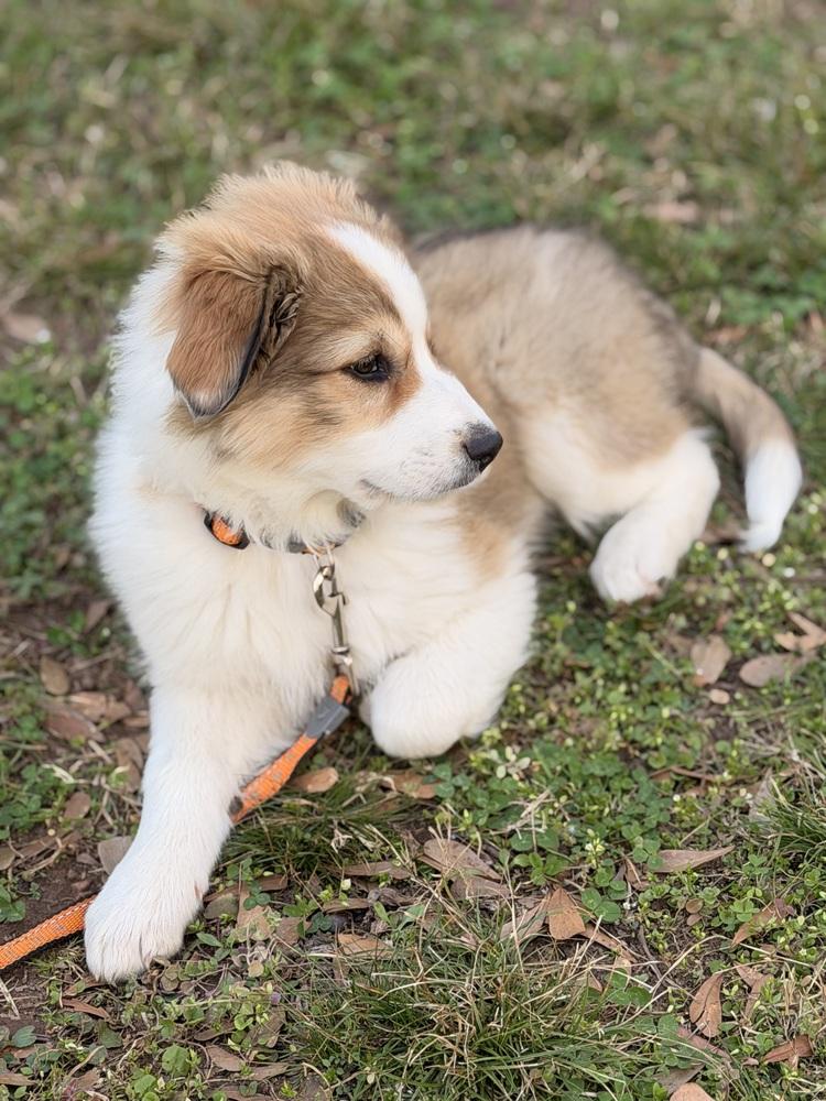 Enlarge Fennel, a Adoptable mixed breed in Atlanta, GA image 4/5