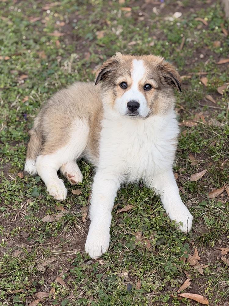 Enlarge Fennel, a Adoptable mixed breed in Atlanta, GA image 5/5