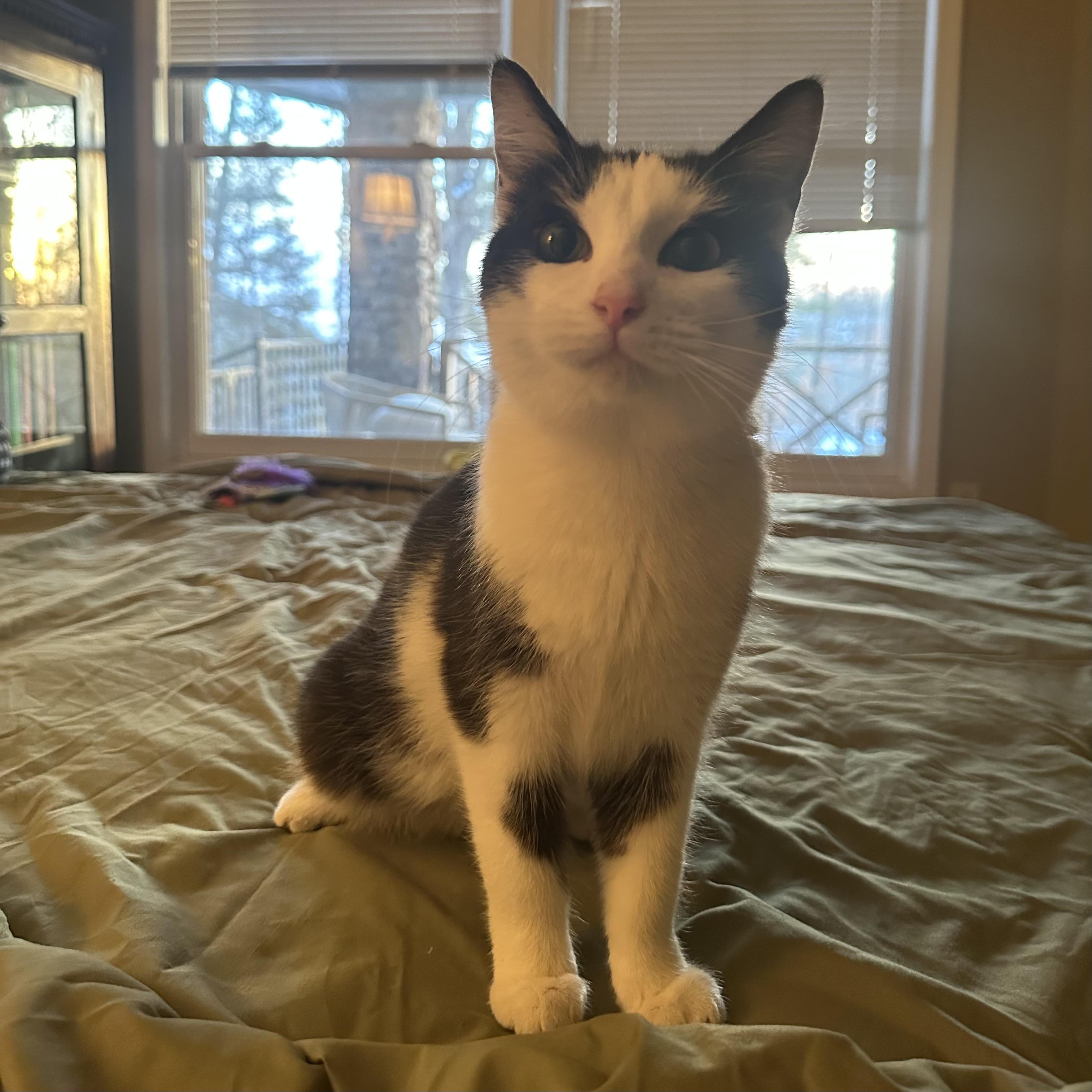 Enlarge Eevee, an adopted Domestic Short Hair in Bentonville, AR image 1/1