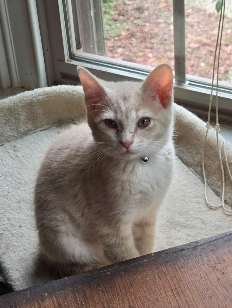 Mary Sunshine, Adoptable, Kitten Female Domestic Short Hair.