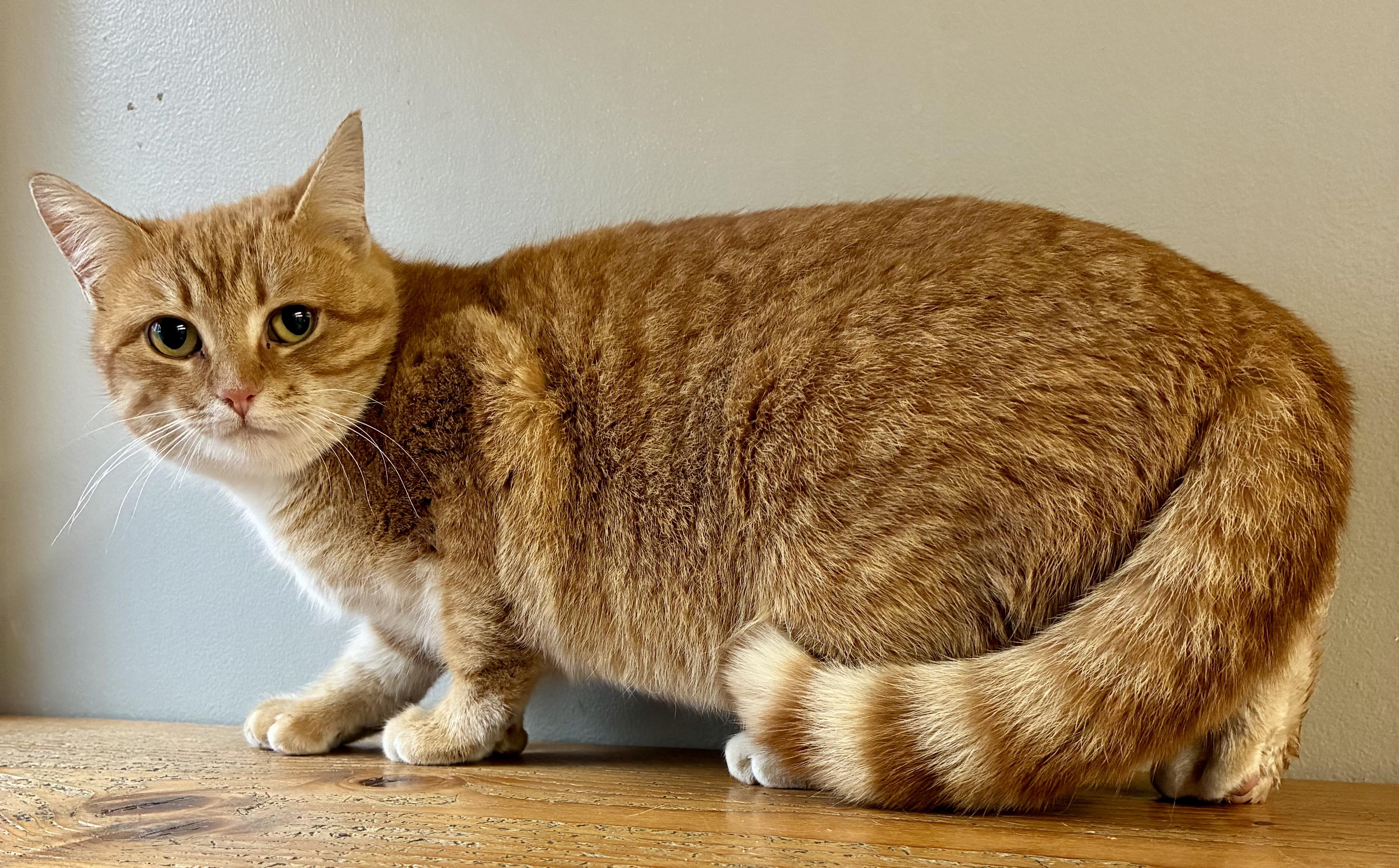 Enlarge SQUIRREL, a ADOPTABLE Domestic Short Hair in Louisa, KY image 2/4
