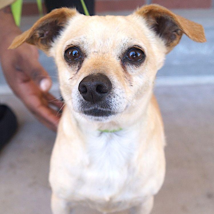 Guero, Adoptable, Adult Male Chihuahua.