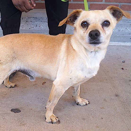Enlarge Guero, a Adoptable Chihuahua in Carrollton, TX image 2/2