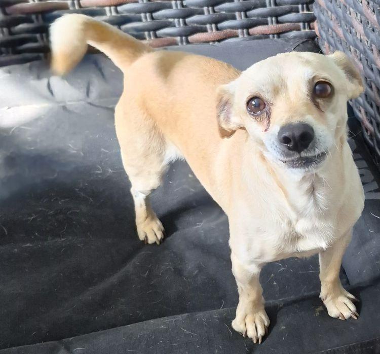 Guero, Adoptable, Adult Male Chihuahua.
