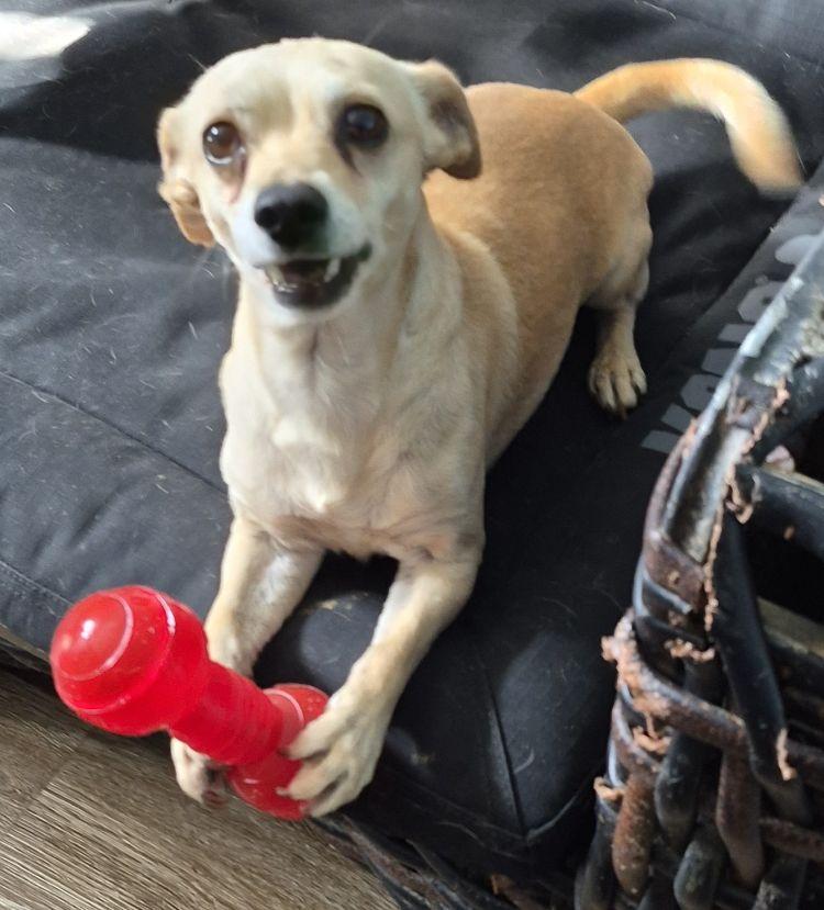 Enlarge Guero, a Adoptable Chihuahua in Carrollton, TX image 2/3