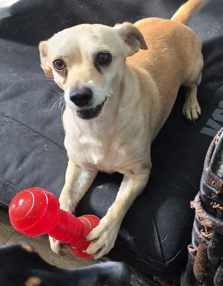 Enlarge Guero, a Adoptable Chihuahua in Carrollton, TX image 3/3