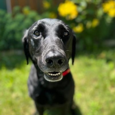 Annabelle — thumbnail 2