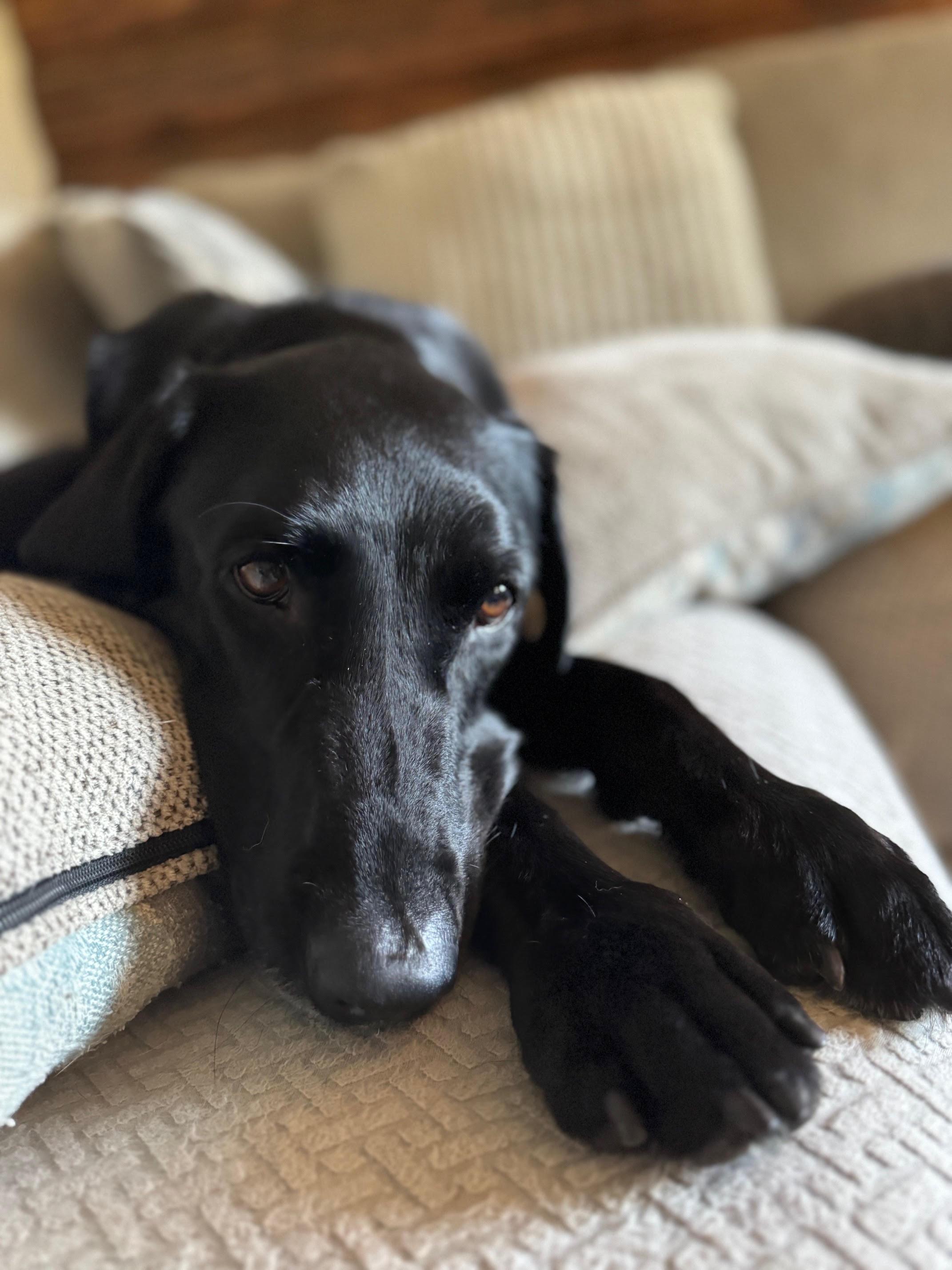 Annabelle — thumbnail 3