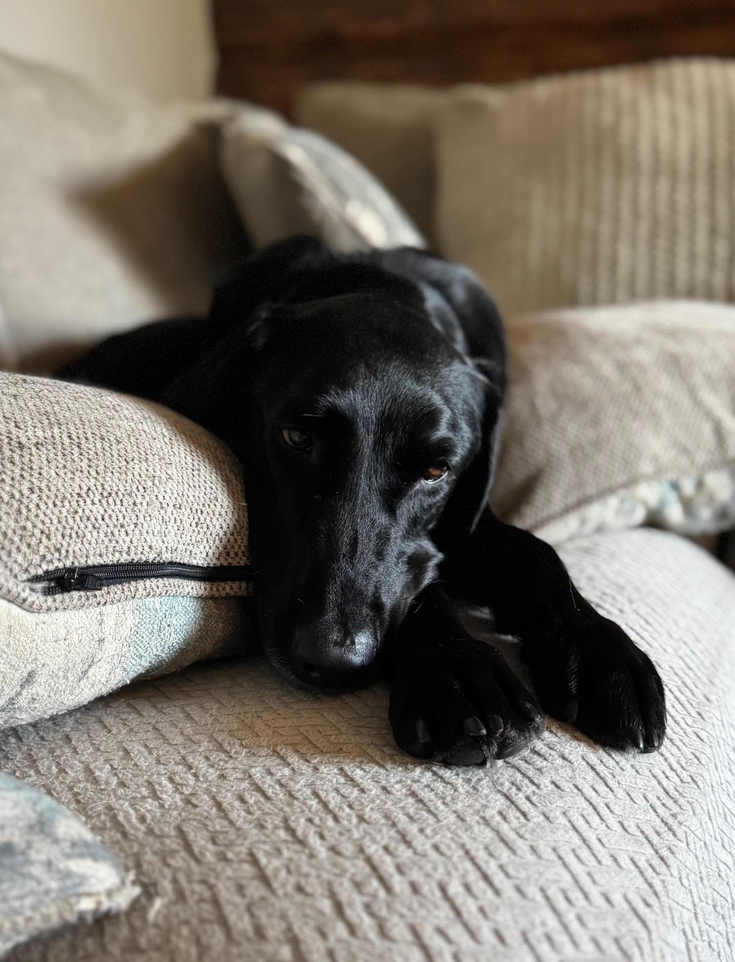 Annabelle — thumbnail 4